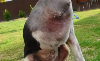 People Are Seriously Struggling To Understand Owner’s Freaky Photo Of ‘Headless Dog’