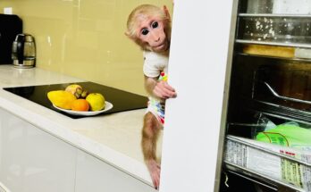 Super monkey! BiBi secretly ate his dad's food!