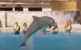 Horrific moment captive dolphin 'jumps to its death' in front of audience at popular resort vt-author-image By stefan armitage