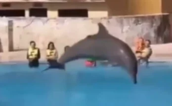 Horrific moment dolphin 'jumps to its death' in front of audience during show at notorious resort