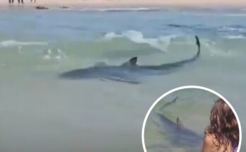 Harrowing footage shows shark swim around children before man is killed