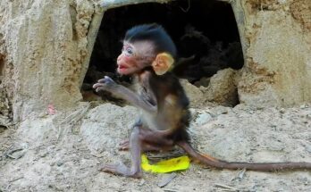 The Lonely Cry of a Motherless Monkey: A Tale of Hope and Friendship