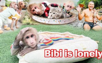 Bibi is lonely and finds joy in beautiful memories with Dad, Poopy and Lala!