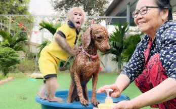 Bibi learns Dad to take care of the dog Poppy!