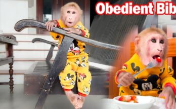 Bibi obediently has the habit of brushing teeth and waiting for Grandma home!