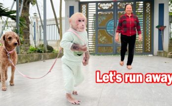 Bibi panicked and worried when Poopy's owner comes to the house! (BQ)