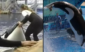 Horrifying Moment Orca Came To Viewing Window With Dead SeaWorld Trainer In Its Mouth