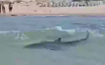 Swimmer missing and feared dead after horrifying video showed them being dragged away by shark in Mediterranean