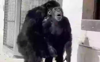 Shocking footage shows moment chimp sees sunlight for first time after 29 years in a cage