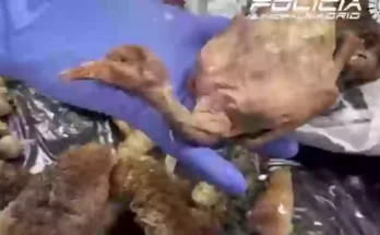 Customers left 'vomiting' after eating at Chinese restaurant closed down when 'roasted duck' found to be street pigeon