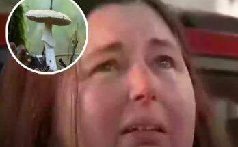Lawyers point finger to app in case of woman who allegedly killed her family after feeding them deathly mushrooms